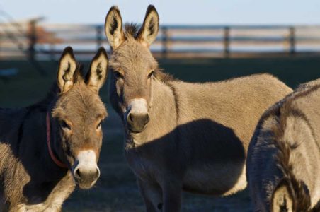 Miniature Donkeys Gain Popularity Image